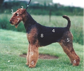 Shaved sales airedale terrier
